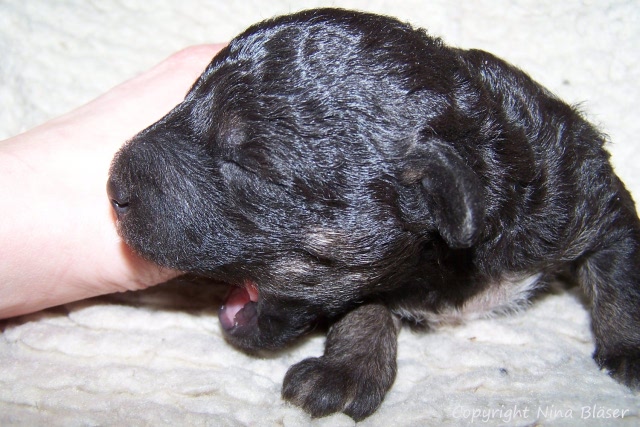 Arc-en-ciel Arlequin 20.01 (11).JPG